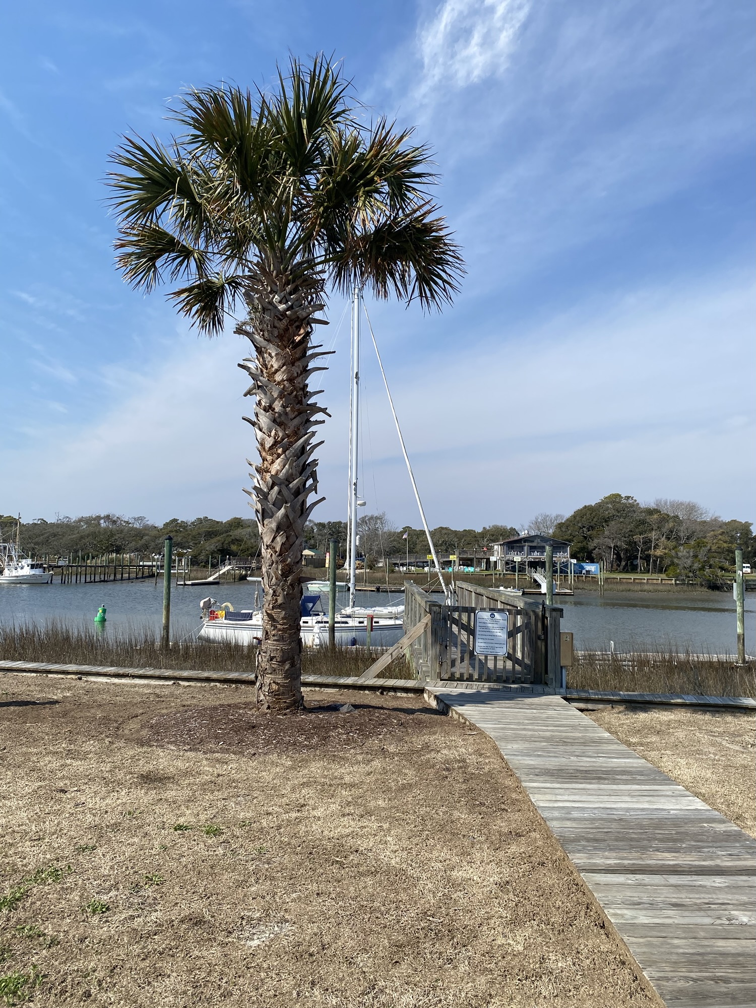 Palm tree next to the marina with sailboats in Holden Beach