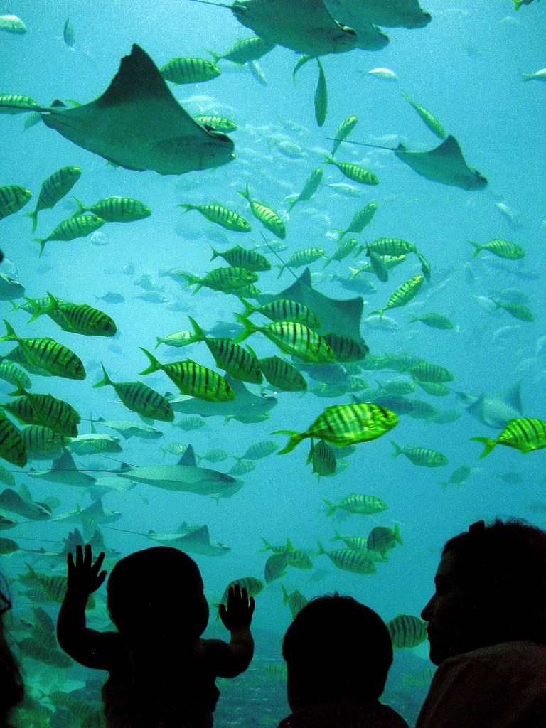 Children silhouetted watching stingrays and fish at an aquarium